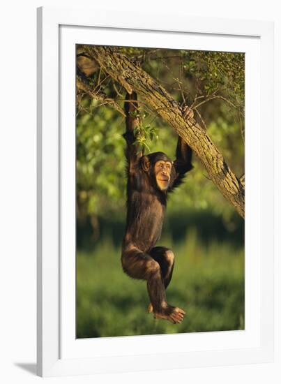 Chimpanzee-DLILLC-Framed Photographic Print