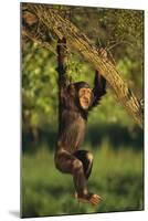 Chimpanzee-DLILLC-Mounted Photographic Print