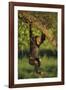 Chimpanzee-DLILLC-Framed Photographic Print