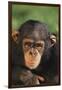 Chimpanzee-DLILLC-Framed Photographic Print