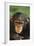 Chimpanzee-DLILLC-Framed Photographic Print