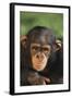 Chimpanzee-DLILLC-Framed Photographic Print