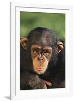 Chimpanzee-DLILLC-Framed Photographic Print