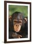 Chimpanzee-DLILLC-Framed Photographic Print