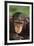 Chimpanzee-DLILLC-Framed Photographic Print