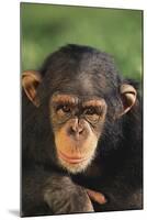 Chimpanzee-DLILLC-Mounted Photographic Print