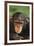 Chimpanzee-DLILLC-Framed Photographic Print