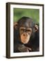 Chimpanzee-DLILLC-Framed Photographic Print