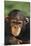 Chimpanzee-DLILLC-Mounted Photographic Print