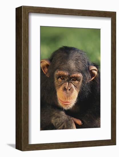 Chimpanzee-DLILLC-Framed Photographic Print