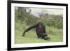 Chimpanzee-DLILLC-Framed Photographic Print