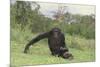 Chimpanzee-DLILLC-Mounted Photographic Print