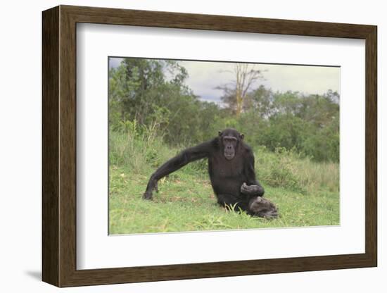 Chimpanzee-DLILLC-Framed Photographic Print