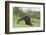 Chimpanzee-DLILLC-Framed Photographic Print