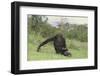 Chimpanzee-DLILLC-Framed Photographic Print