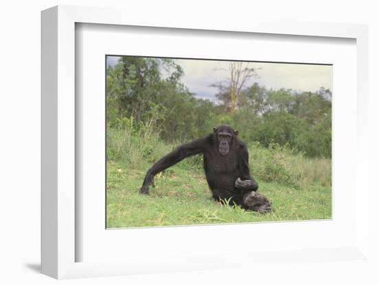 Chimpanzee-DLILLC-Framed Photographic Print