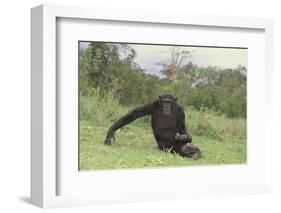 Chimpanzee-DLILLC-Framed Photographic Print