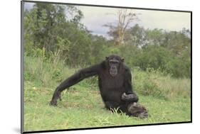 Chimpanzee-DLILLC-Mounted Photographic Print