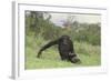 Chimpanzee-DLILLC-Framed Photographic Print