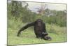 Chimpanzee-DLILLC-Mounted Photographic Print