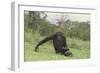 Chimpanzee-DLILLC-Framed Photographic Print