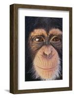 Chimpanzee-DLILLC-Framed Photographic Print
