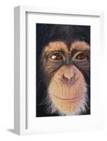 Chimpanzee-DLILLC-Framed Photographic Print