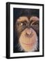 Chimpanzee-DLILLC-Framed Photographic Print