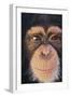 Chimpanzee-DLILLC-Framed Photographic Print