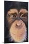 Chimpanzee-DLILLC-Mounted Photographic Print