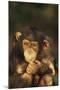 Chimpanzee-DLILLC-Mounted Photographic Print