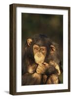 Chimpanzee-DLILLC-Framed Photographic Print