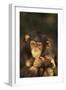 Chimpanzee-DLILLC-Framed Photographic Print