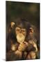 Chimpanzee-DLILLC-Mounted Photographic Print