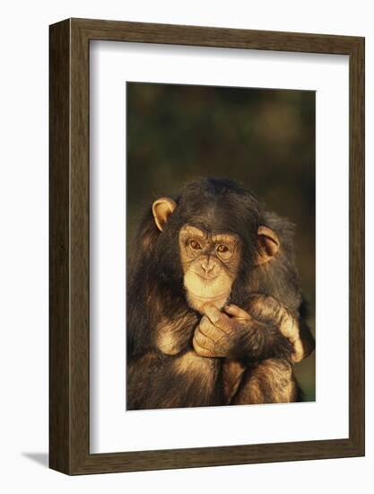 Chimpanzee-DLILLC-Framed Photographic Print