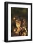 Chimpanzee-DLILLC-Framed Photographic Print