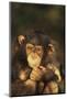 Chimpanzee-DLILLC-Mounted Photographic Print