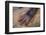 Chimpanzee-DLILLC-Framed Photographic Print