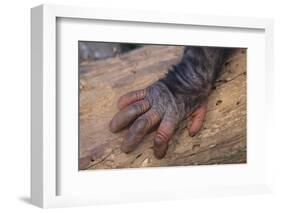 Chimpanzee-DLILLC-Framed Photographic Print