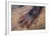 Chimpanzee-DLILLC-Framed Photographic Print