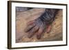 Chimpanzee-DLILLC-Framed Photographic Print