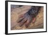 Chimpanzee-DLILLC-Framed Photographic Print