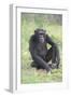 Chimpanzee-DLILLC-Framed Photographic Print