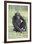 Chimpanzee-DLILLC-Framed Photographic Print