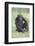 Chimpanzee-DLILLC-Framed Photographic Print