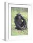 Chimpanzee-DLILLC-Framed Photographic Print