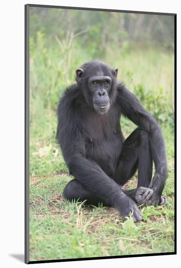 Chimpanzee-DLILLC-Mounted Photographic Print