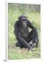 Chimpanzee-DLILLC-Framed Photographic Print