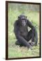 Chimpanzee-DLILLC-Framed Photographic Print