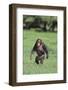 Chimpanzee-DLILLC-Framed Photographic Print